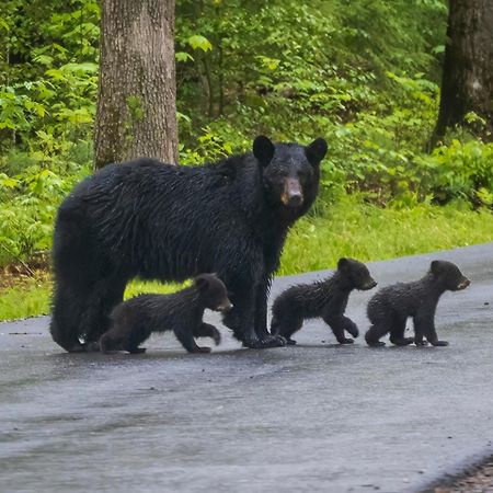 Bear Den, Hot Tub, 1089 Of Free Attraction Tickets For Each Paid Day, Dollywood And More! Sevierville Luaran gambar